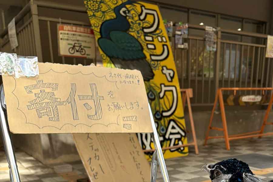 クジャク会の寄付の看板を見つめるのは…【写真提供：京都大学クジャク同好会（@KU_peacock）さん】