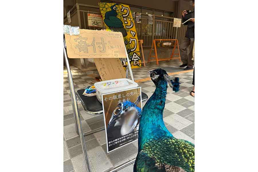 寄付のボードを真剣に見つめるサカタニくん【写真提供：京都大学クジャク同好会（@KU_peacock）さん】