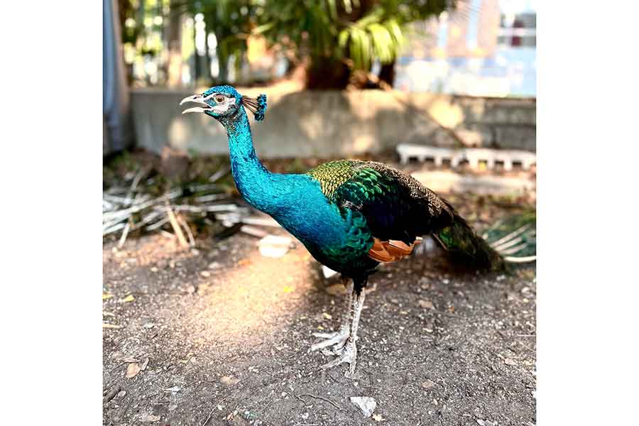 美しい姿のサカタニくん【写真提供：京都大学クジャク同好会（@KU_peacock）さん】