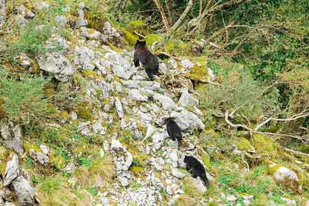 ツキノワグマの親子【写真：写真AC】