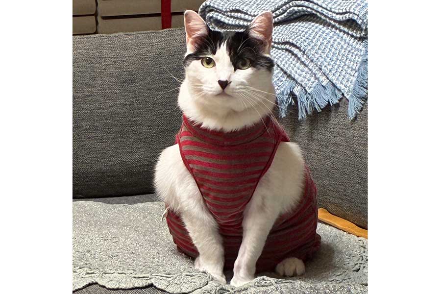 実際に術後服を着たあんちゃん【写真提供：邑田（@murata116）さん】