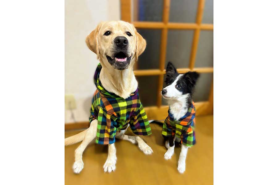 一緒に暮らす（左から）ノアくんとルナちゃん【写真提供：ナタリー（@Mary59Noah33）さん】