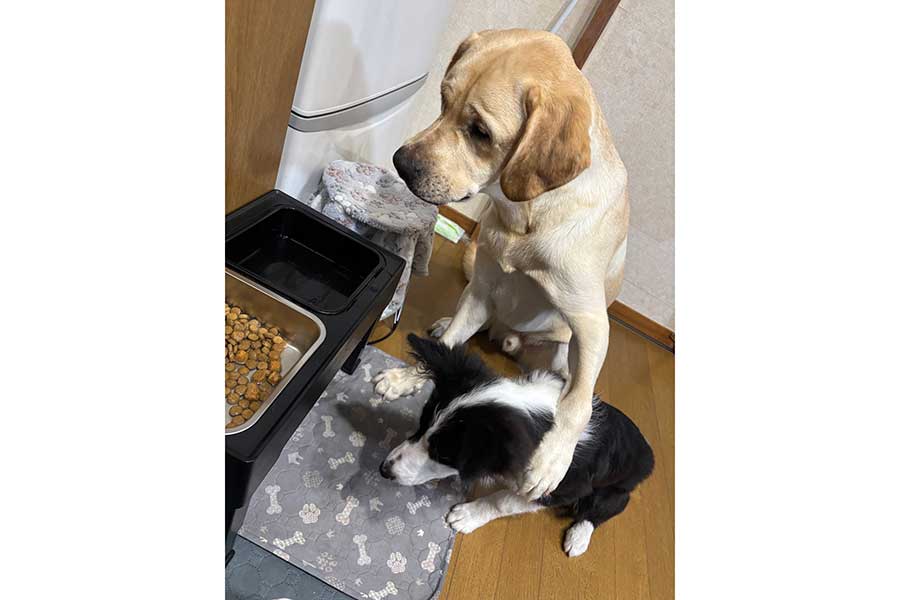 ルナちゃんをしっかり押さえるノアくん【写真提供：ナタリー（@Mary59Noah33）さん】