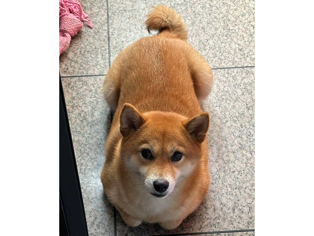 ねこのように座るさくらちゃん【写真提供：さくら@キツネ顔の豆柴（@sakura39mame）さん】