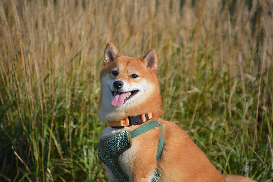 笑顔がかわいらしいさくらちゃん【写真提供：さくら@キツネ顔の豆柴（@sakura39mame）さん】