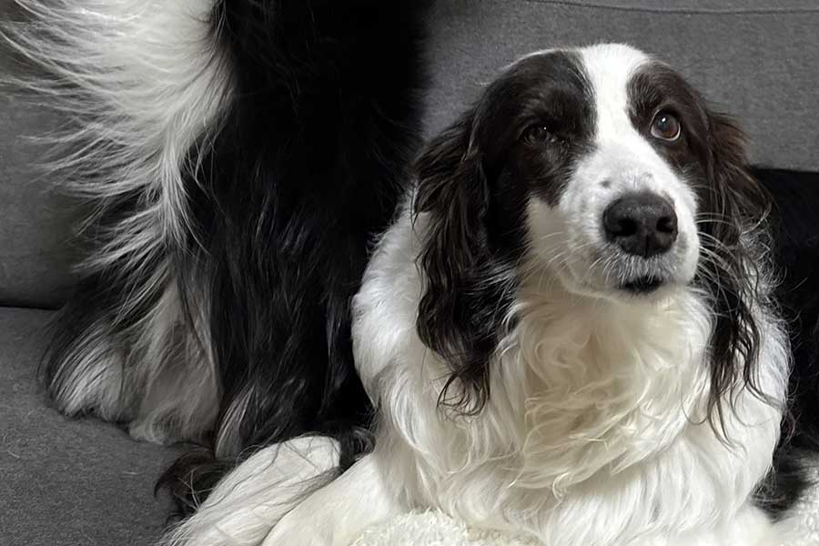 リラックスするキキちゃん【写真提供：ルルとキキ（@clkkkk2）さん】