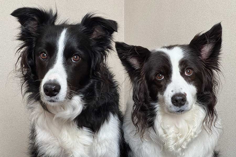 仲良しな（左から）キキくんとルルちゃん【写真提供：ルルとキキ（@clkkkk2）さん】