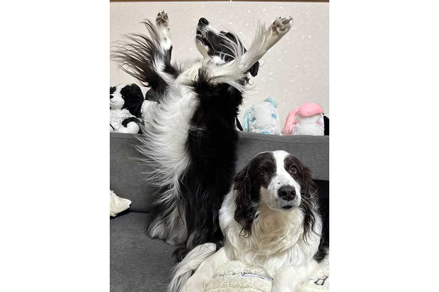 盛大に舞うキキくん（左）と、冷静なルルちゃん【写真提供：ルルとキキ（@clkkkk2）さん】