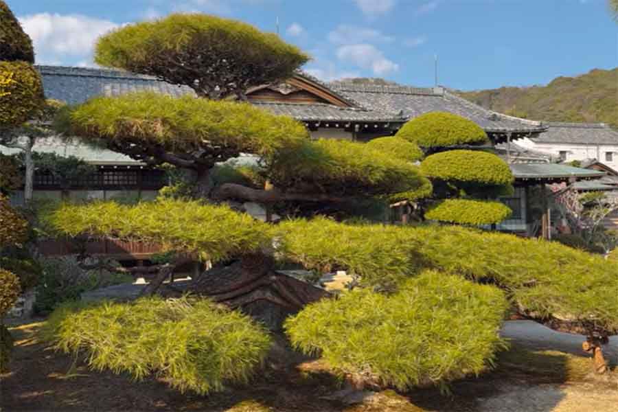 松の木から伸びた巨大な枝に感動（スクリーンショット）