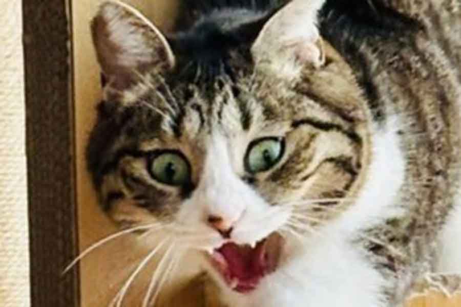 表情だけでもインパクト大！【写真提供：チョコチップ（@mikan1101）さん】