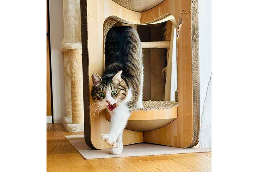 迫力満点の表情を見せるチョコちゃん【写真提供：チョコチップ（@mikan1101）さん】