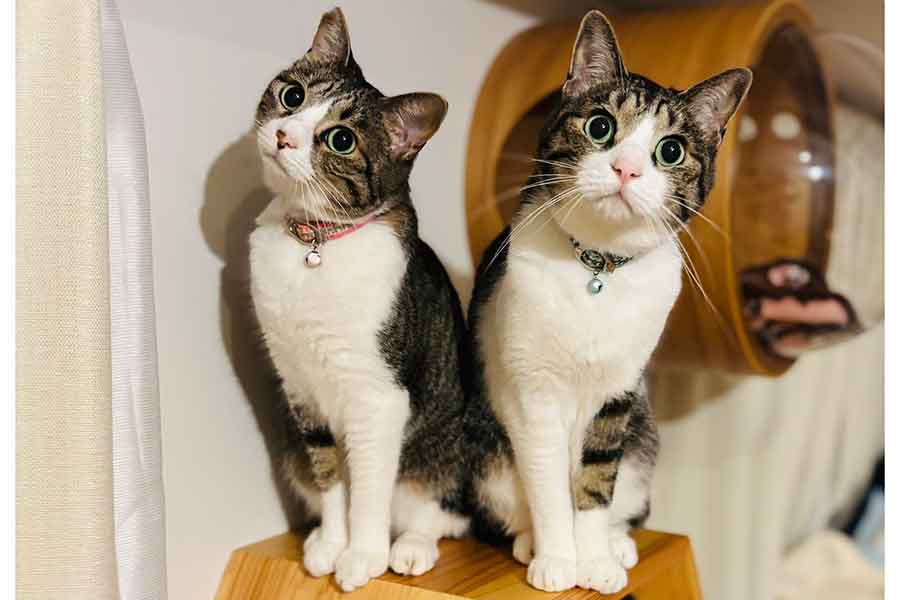 かわいい表情を浮かべる（左から）チョコちゃんとチップくん【写真提供：チョコチップ（@mikan1101）さん】