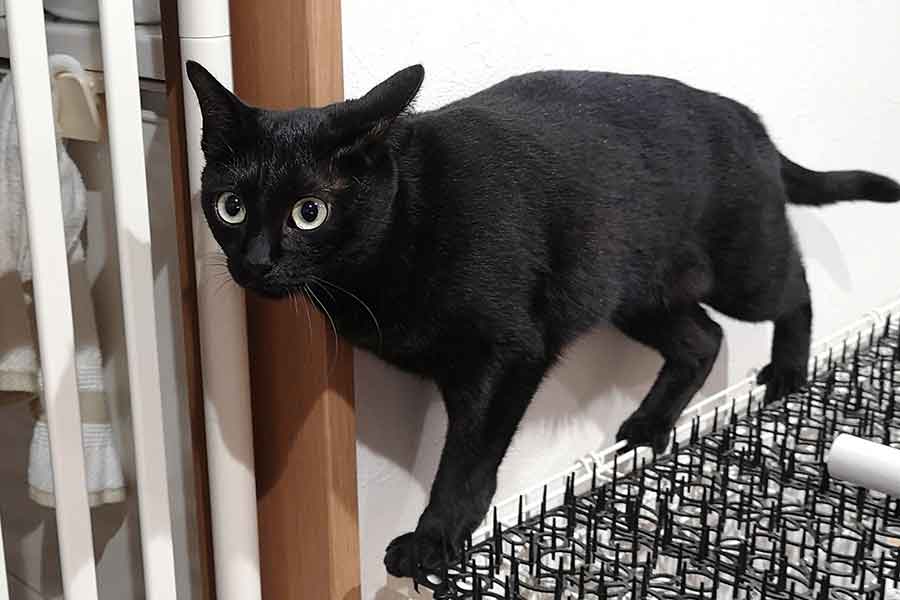 ねこ用につくったキッチンのドアが話題に…【写真提供：毛だらけ（@Mewchannikki）さん】