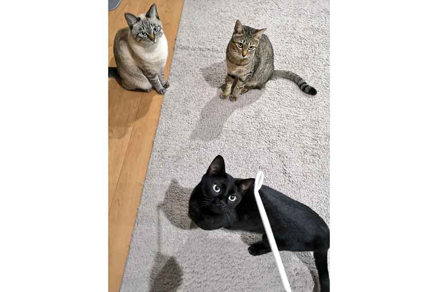 一緒に暮らす（右上から時計回りで）ポッケちゃん、クロエちゃん、ミュウちゃん【写真提供：毛だらけ（@Mewchannikki）さん】