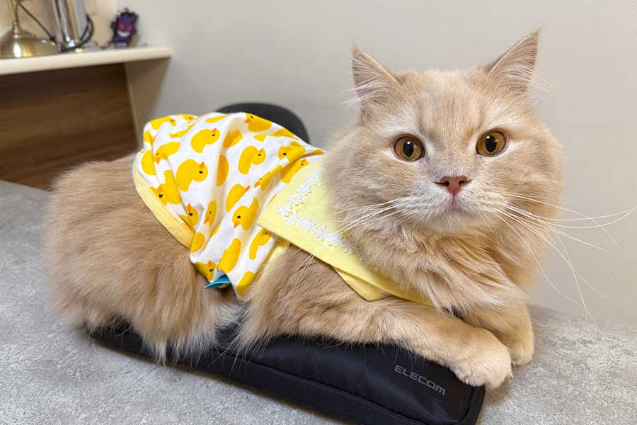 アヒル柄の洋服を着るつきみくん【写真提供：つきみねこ（@____tukimineko）さん】