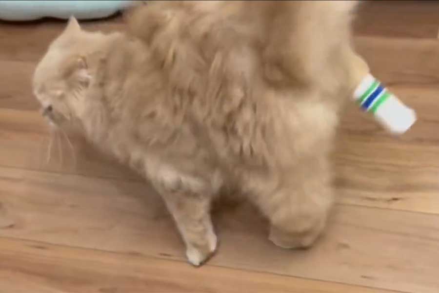 高速で靴下を脱ぐつきみくん（スクリーンショット）