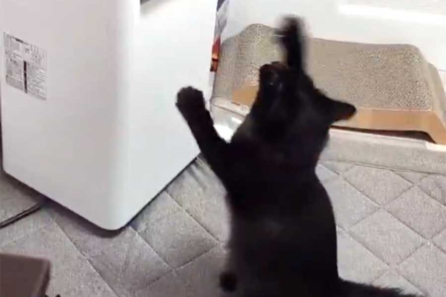 黒ねこが懸命に戦っているものとは…【写真提供：いと（@fukunicopoke）さん】