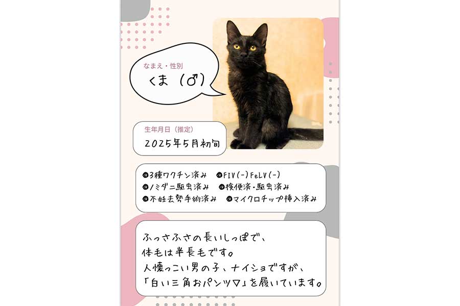 卒業したくまちゃんのプロフィール【画像提供：いと（@fukunicopoke）さん】