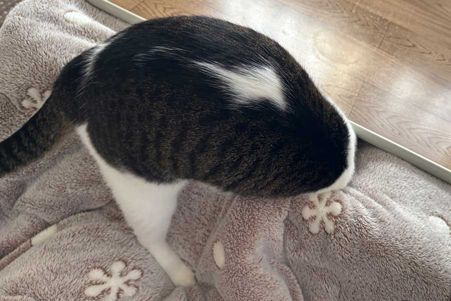 天板の隙間からこたつに入ろうとするポルくん【写真提供：ポル（@poru_fight）さん】