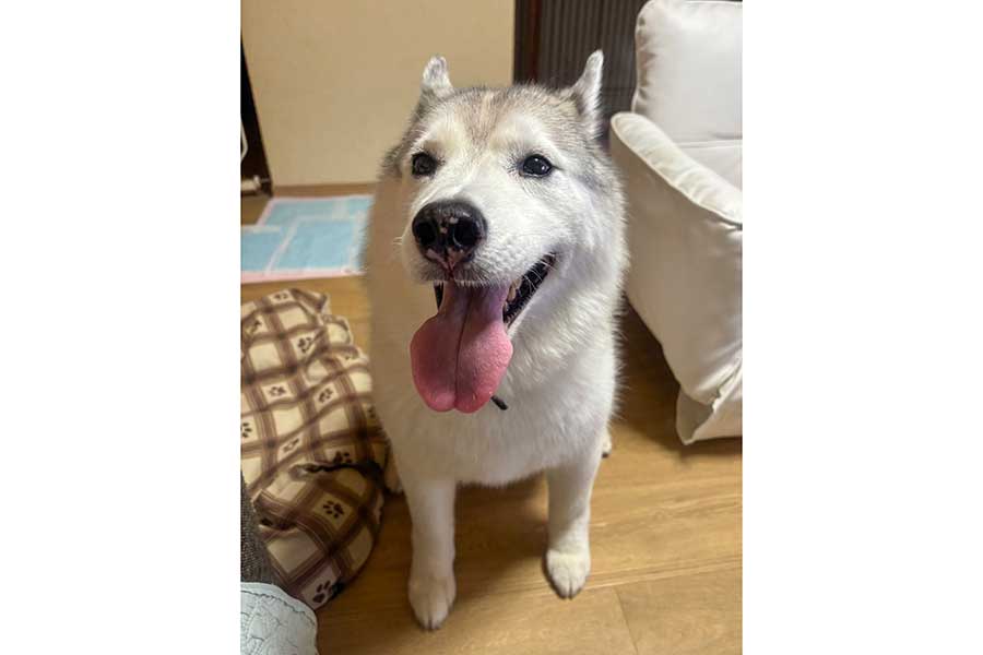 笑顔のしゃるむちゃん【写真提供:しゃるむ(@charme375)さん】