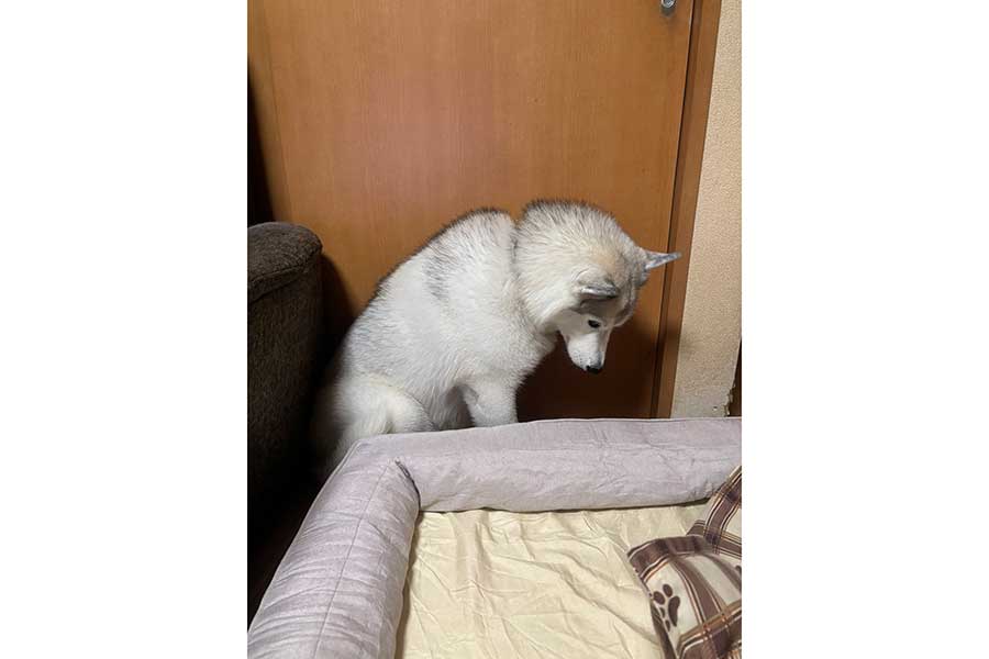 しょんぼりとした様子のしゃるむちゃん【写真提供:しゃるむ(@charme375)さん】