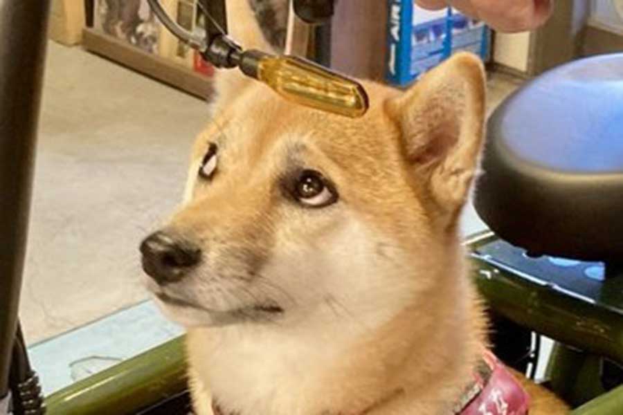 不安げな様子のるなちゃん【写真提供:柴犬るな(@shibaluna324)さん】