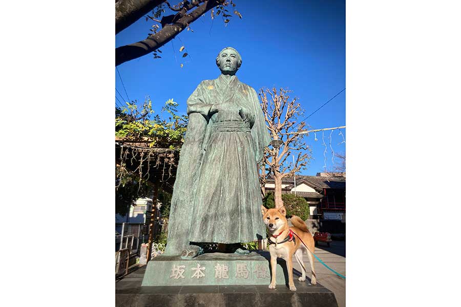 キリッとした表情のるなちゃん【写真提供:柴犬るな(@shibaluna324)さん】