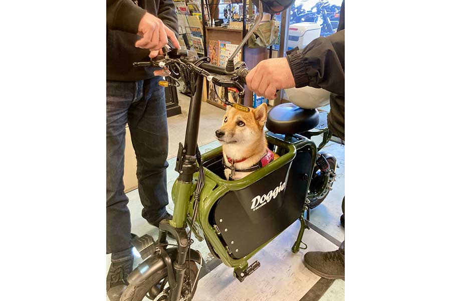 話題になった一枚【写真提供:柴犬るな(@shibaluna324)さん】