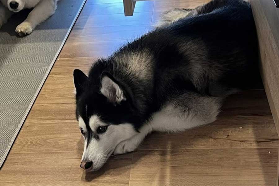 ルーナちゃんが“屋根”にしてくつろいでいるのは…【写真提供:ルーナ レオ(@Luna_husky0603)さん】