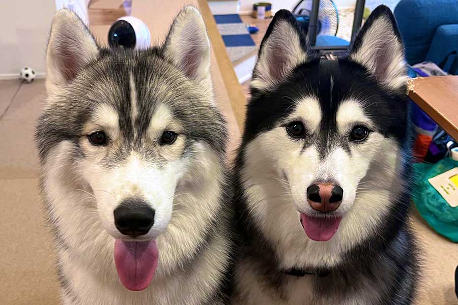 笑顔の(左から)レオくんとルーナちゃん【写真提供:ルーナ レオ(@Luna_husky0603)さん】