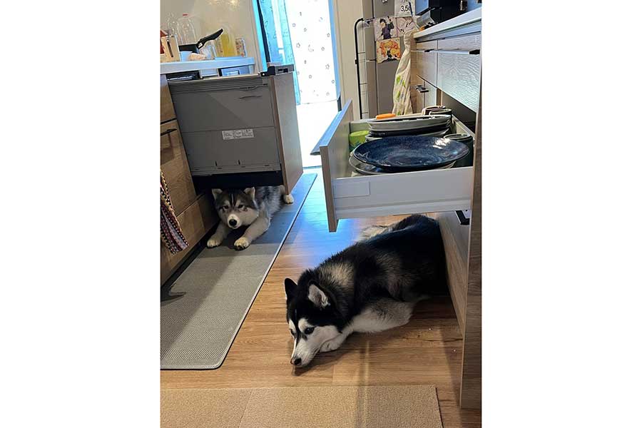 食洗器や引き出しの下でくつろぐ(左から)レオくんとルーナちゃん【写真提供:ルーナ レオ(@Luna_husky0603)さん】
