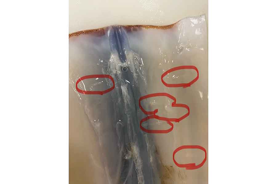 イカの潜むアニサキス。ほとんど見分けがつかない【写真提供:伊勢シーパラダイス】