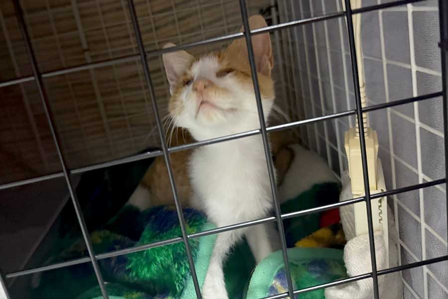 虎崎さんに保護された子ねこ【写真提供:虎崎@ざっきぃ(@zakkimerukari)さん】