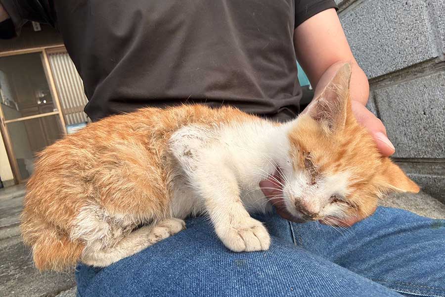 保護当時の子ねこ【写真提供：虎崎@ざっきぃ（@zakkimerukari）さん】