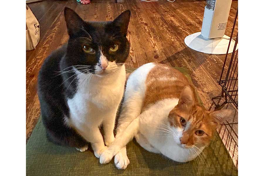 家の中でくつろぐ（左から）金ちゃんととらくん【写真提供：poppy（@groovy03291013）さん】