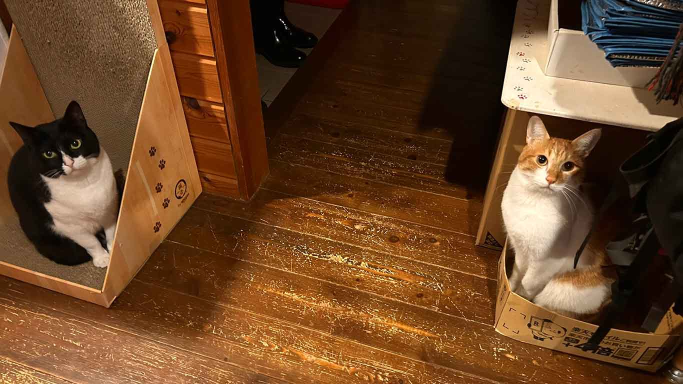 風神雷神のように佇む（左から）金ちゃんととらくん【写真提供：poppy（@groovy03291013）さん】