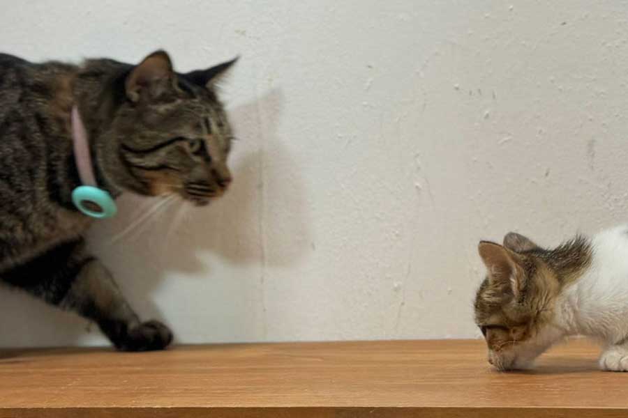 子ねこにそっと近づくトラくん(左)【写真提供:スペイクリニック北九州(@Spaykitaq)】