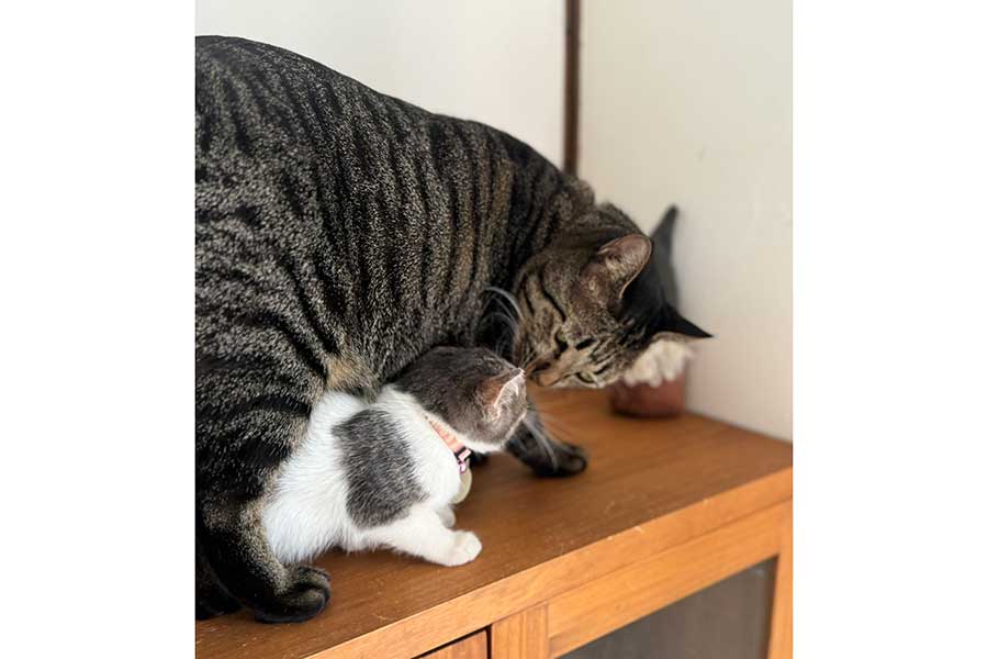 トラくん(左)に甘えるあいちゃん【写真提供:スペイクリニック北九州(@Spaykitaq)】