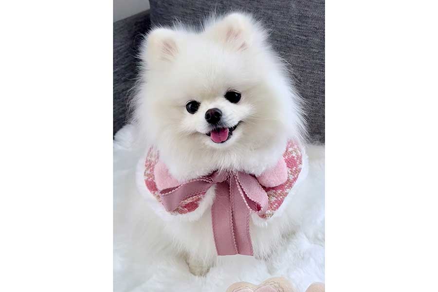 かわいい笑顔を見せるおもちちゃん【写真提供：ポメラニアンのおもち（@omochi_pome166）さん】