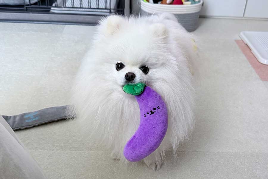 飼い主さんのために、ナスのぬいぐるみを持ってきたおもちちゃん【写真提供：ポメラニアンのおもち（@omochi_pome166）さん】