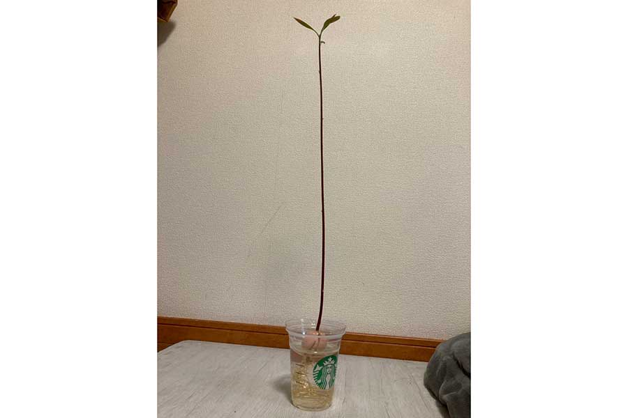 カップで育てたアボカド【写真提供:しらかわあすか(@kasasago_Asuka)さん】