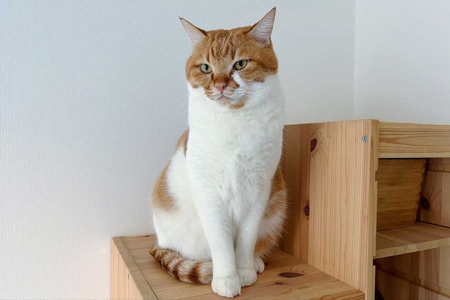 かっこよく佇むきなこくん【写真提供：ひーさん（@seedregs）さん】