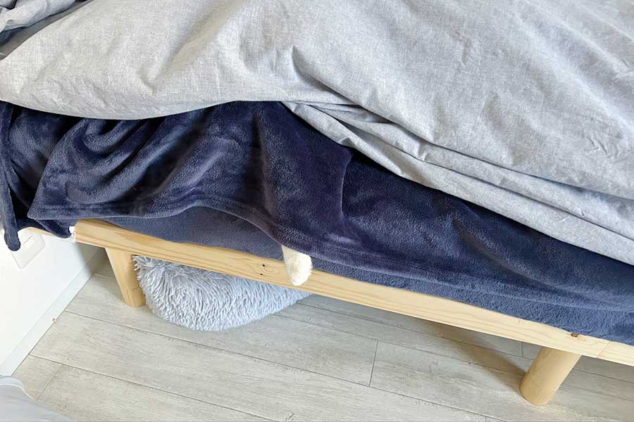 そっと出されたきなこくんの前足【写真提供：ひーさん（@seedregs）さん】