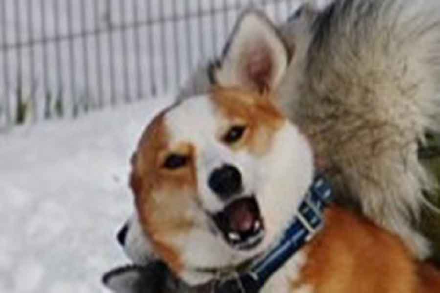 ドッグランで起きた「大事故」【写真提供:しらすとほたて(@samosky_shirasu)さん】