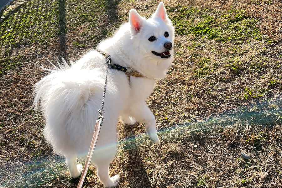 笑顔で散歩を楽しむスノちゃん【写真提供：いの（@inoao）さん】