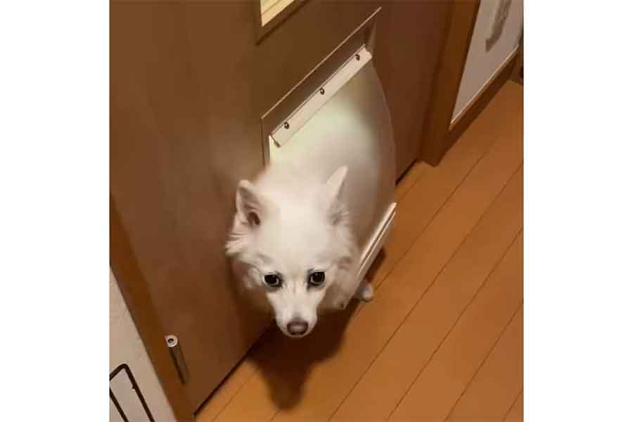 ペットドアから困った表情でこちらを見つめるスノちゃん【写真提供：いの（@inoao）さん】