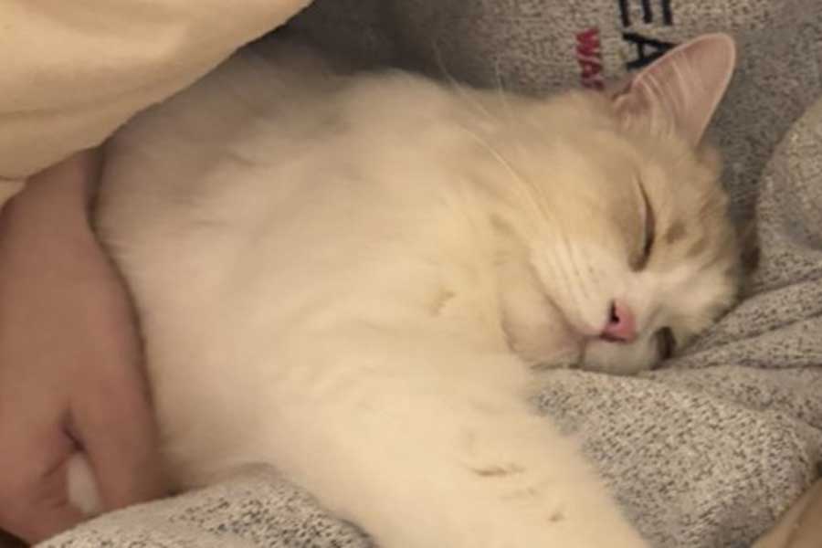 すやすやと気持ち良さそうに眠るもなかくん【写真提供：を子（@sui_mona）さん】