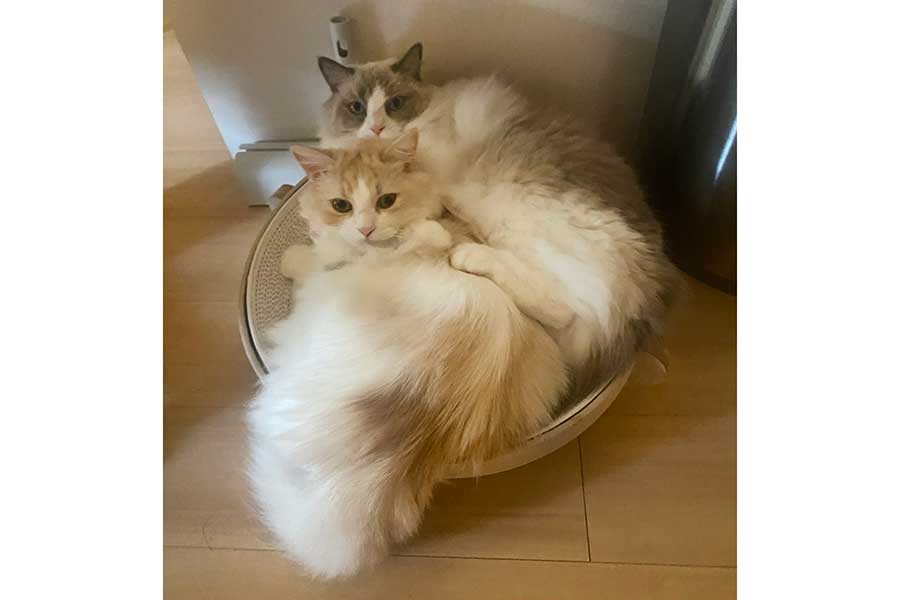 仲良く寝そべる（左から）もなかくんと睡蓮ちゃん【写真提供：を子（@sui_mona）さん】