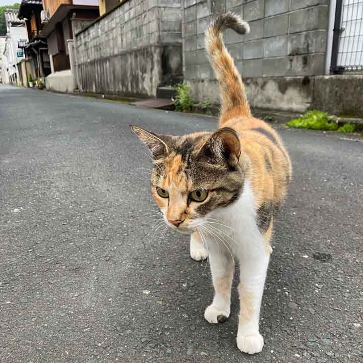 地域に見守られながら暮らすねこ（写真はイメージ）【写真：写真AC】
