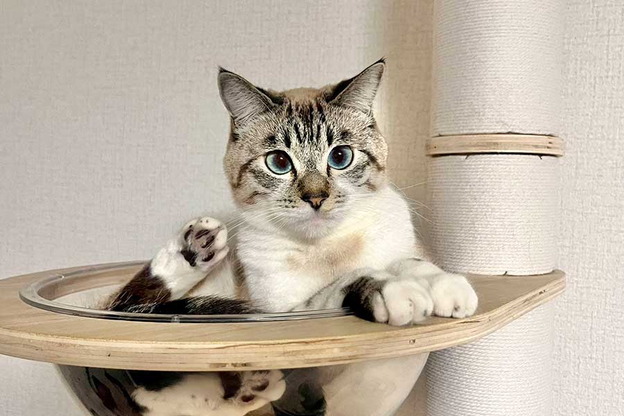 穏やかな表情が印象的なちくわくん。遊びには全力【写真提供:やくまろ(@89maro_neko)さん】